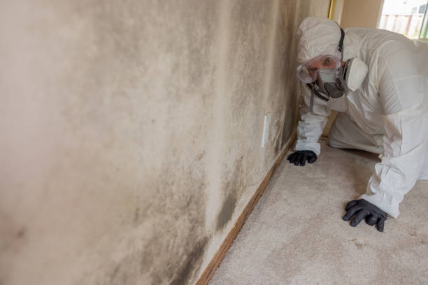 Best Forensic Mold Investigation  in Holly Springs, GA