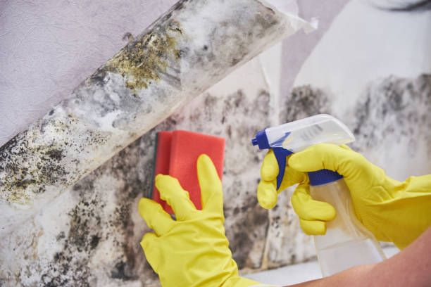 Best Emergency Mold Remediation  in Holly Springs, GA